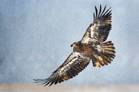 Winter Eagle Flight