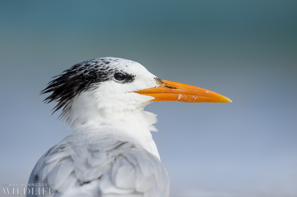 Royal Tern Portrait