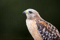Red-shouldered Hawk Portrait