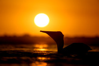 Brown Pelican at Sunset
