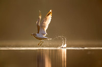Sunrise Gull Takeoff