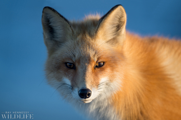A Warm Fox Stare