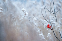 Snow and Red