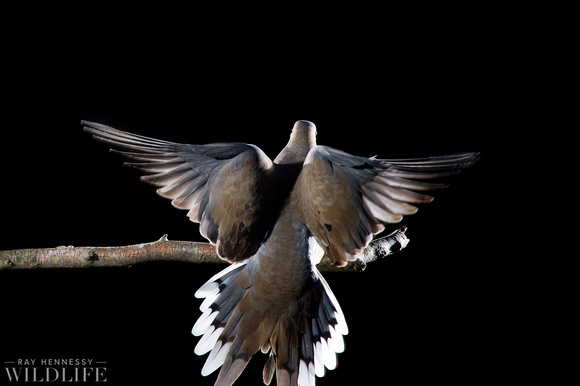 Dove Wings