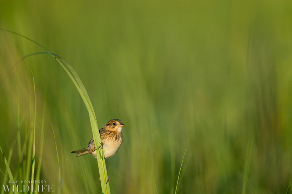 Small Seaside Sparrow