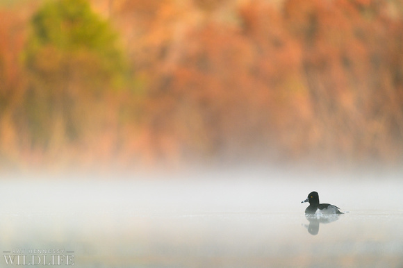 Ring-necked Duck in the Fog