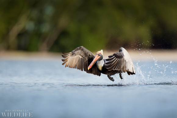 Brown Pelican Takeoff