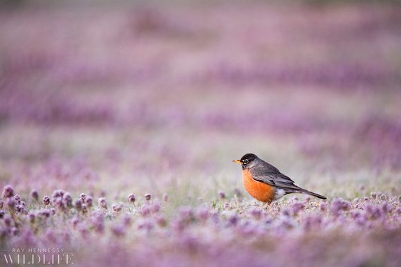 American Robin in Purple Field