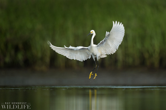 Flapping Snowy Egret