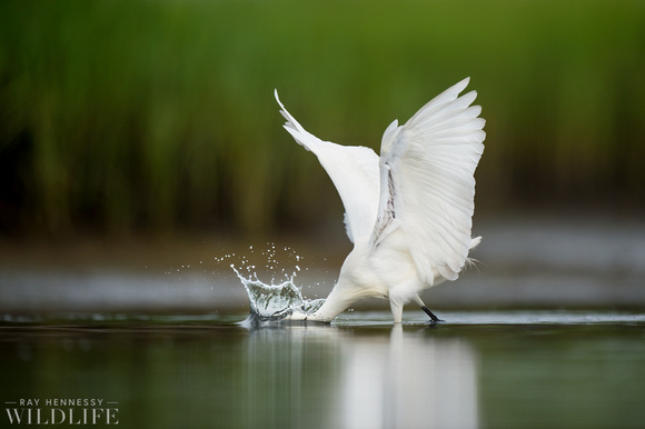 Striking Snowy Egret