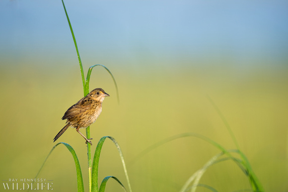 Seaside Sparrow in the Marsh