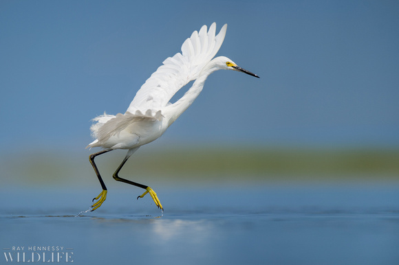 Snowy Egret Dance