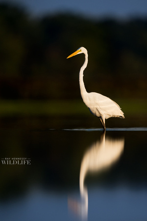 Wading Great Egret