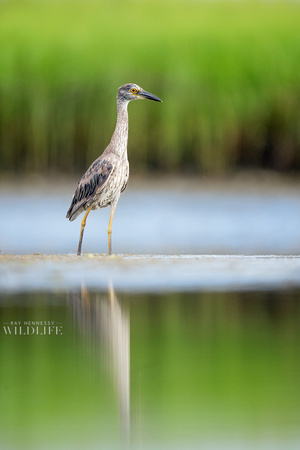 Young Yellow-crowned Night Heron