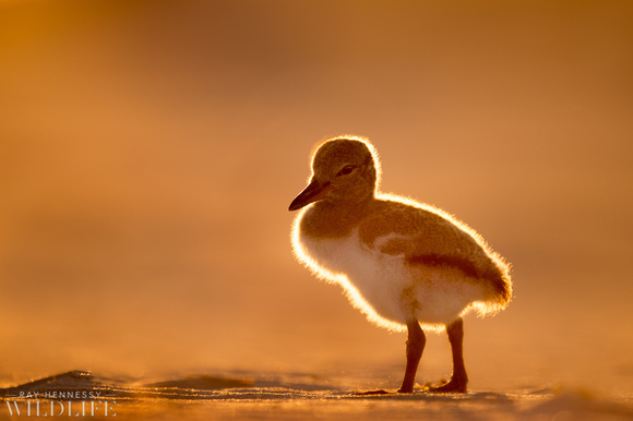 Glowing American Oystercatcher Chick