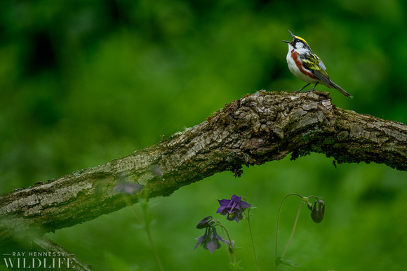 Chestnut-sided Warbler and Columbine