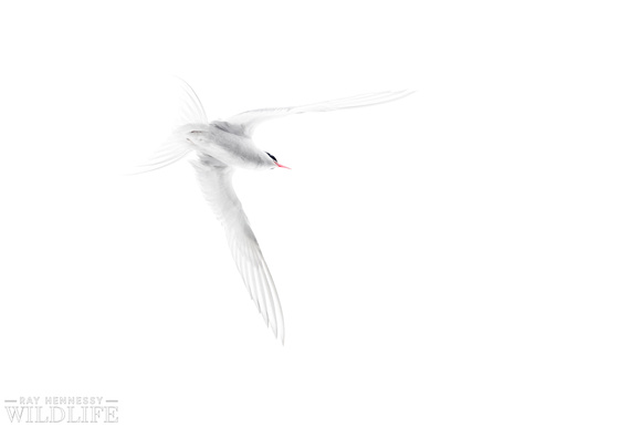 Arctic Tern Overhead