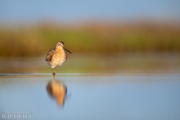Dowitcher in the Shallows