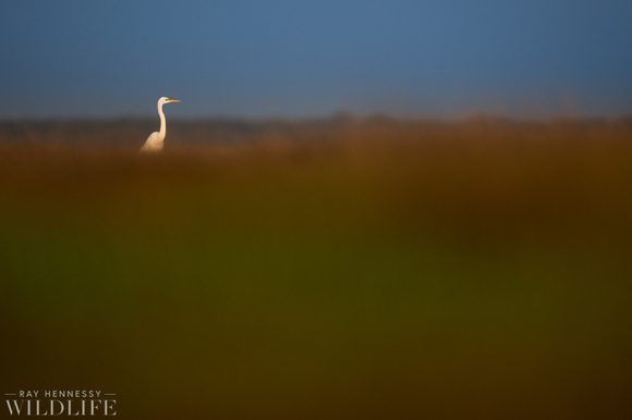 Great Egret in the Marsh