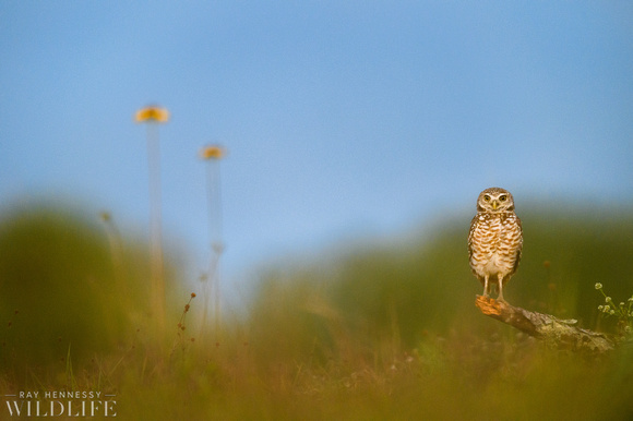 Waking Up Burrowing Owl