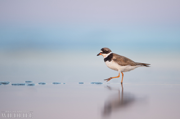 Dusk Semipalmated Plover