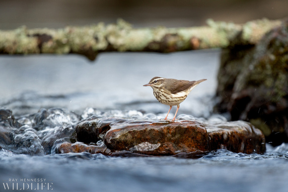 Warbler in the Water