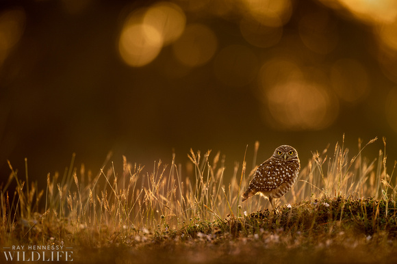 Sunrise Burrowing Owl