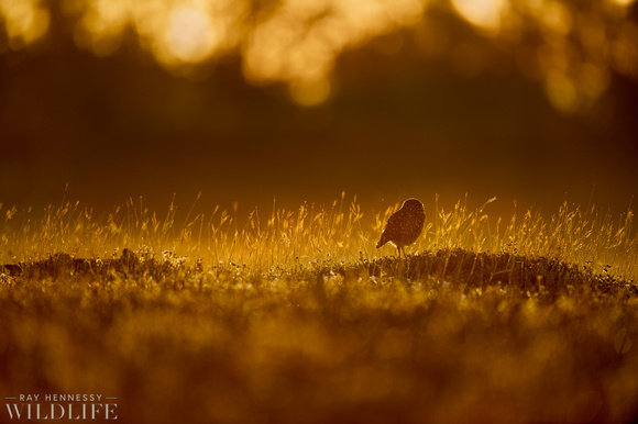Burrowing Owl in a Field at Sunrise