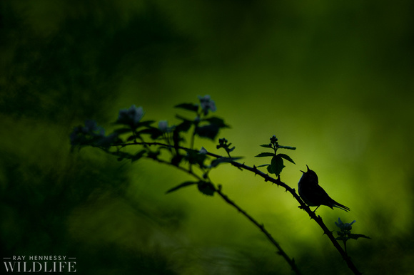Singing Silhouette Songbird