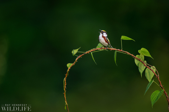 Singing Chestnut-sided Warbler