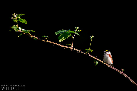 Chestnut-sided Warbler on Thorns