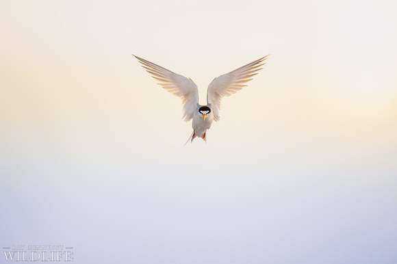 Hovering Least Tern