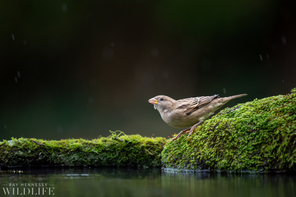 Female House Finch on Moss in the Rain