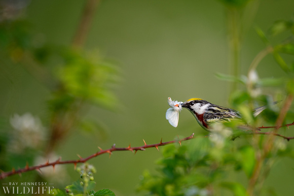 Chestnut-Sided Warbler with a Moth