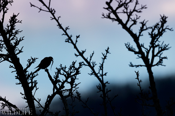 Silhouetted American Kestrel Eating a Snake