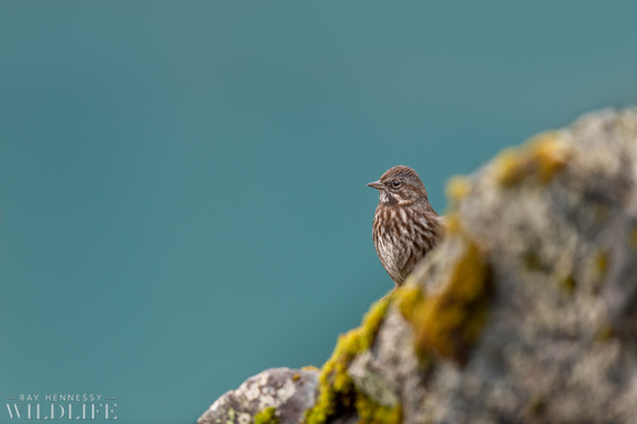 Song Sparrow on the Jetty