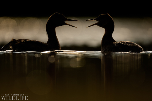 Red-necked Grebe Pair